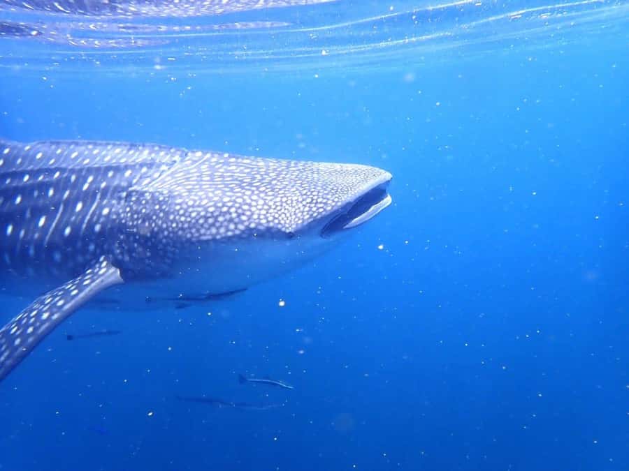 Dimaniyat Islands Scuba Diving Trip - Surface Break Time: Snacks, Water, and Photos