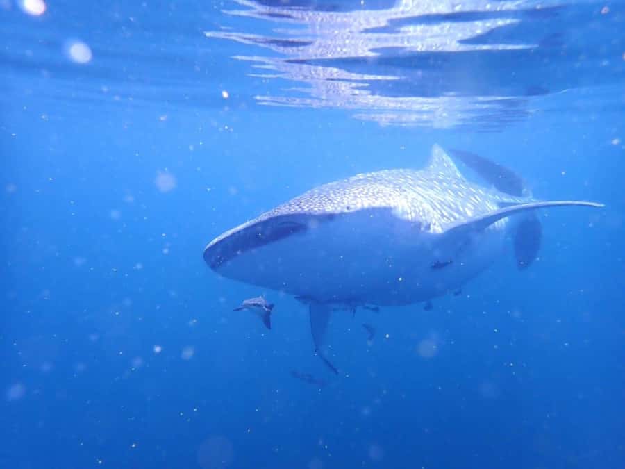 Dimaniyat Islands Scuba Diving Trip - Underwater Session Two: Reefs and Another Hour of Marine Life
