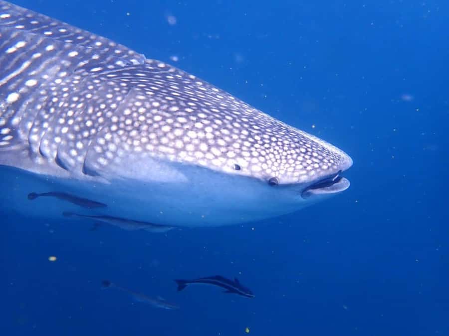 Dimaniyat Islands Scuba Diving Trip - What’s Included in the Price, and Why It Feels Reasonable