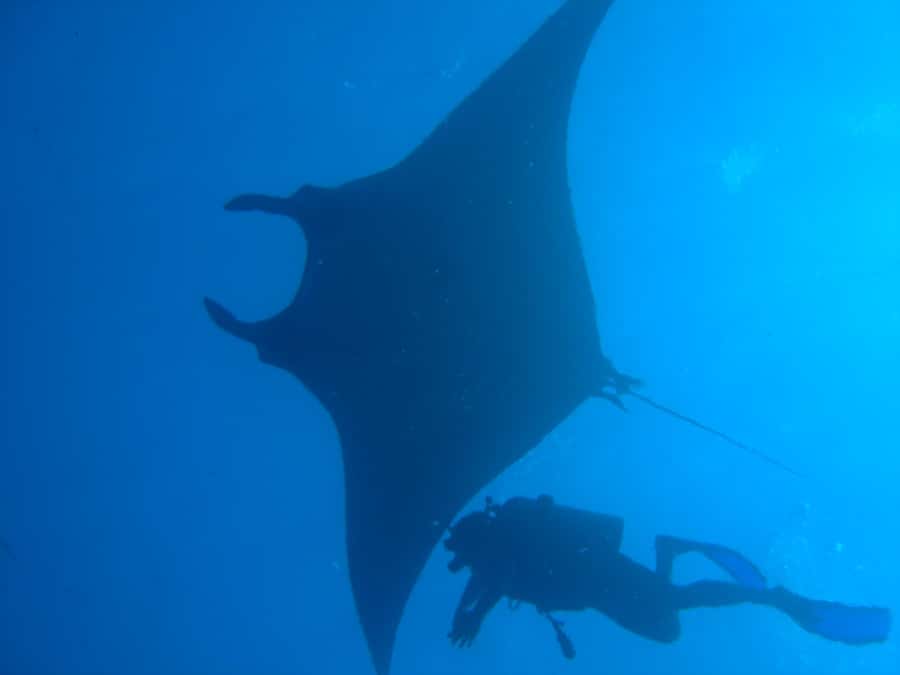 Dimaniyat Islands Scuba Diving Trip - Where You Meet, How the Morning Flows, and Why It Matters