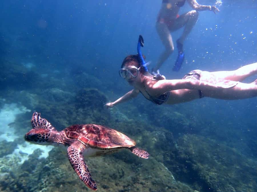 Dimaniyat Islands Snorkeling Trip - Turtle City: the guaranteed sea turtle moment