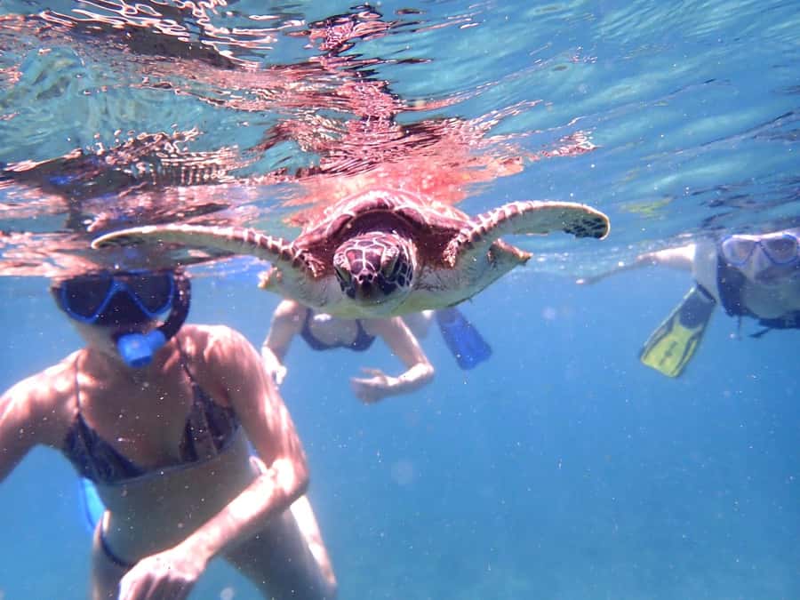 Dimaniyat Islands Snorkeling Trip - Price and value: is $85 a fair deal for this kind of day?