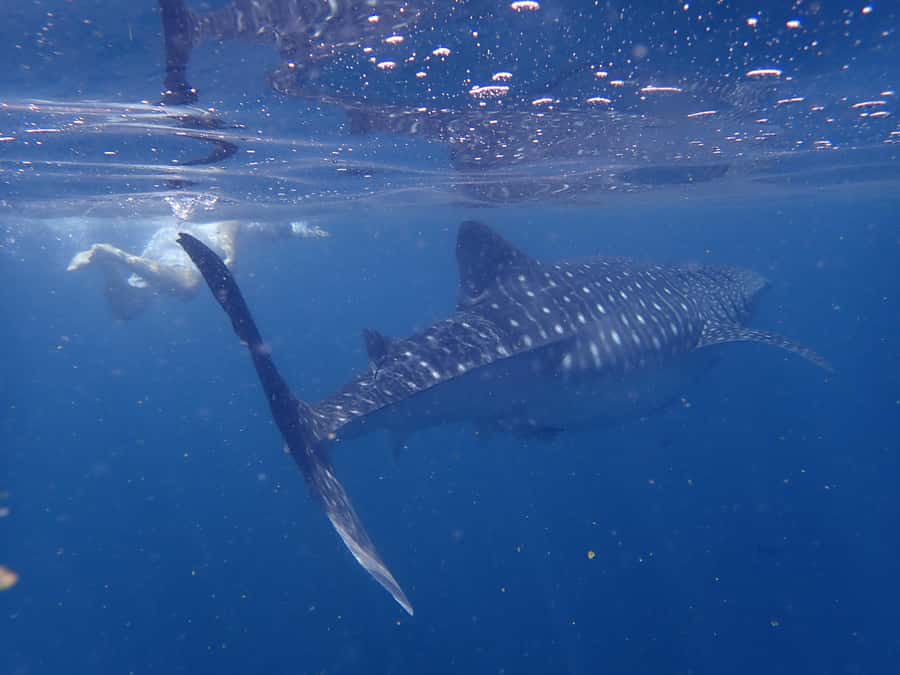 Dimaniyat Islands Snorkeling Trip - Meeting at Al Seeb, fish market energy, and the Ahmed and Ilyas factor