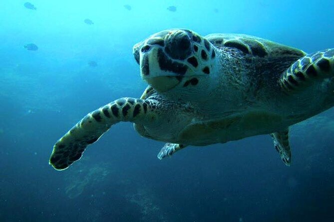 Discover Scuba Diving from a Fishing Village - What the 2 hours actually feels like: from classroom skills to reef time