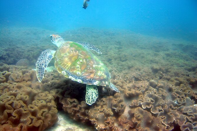 Dolphin Watching and Snorkeling Activity in Muscat - Dolphins and Coral in One Trip From Muscat