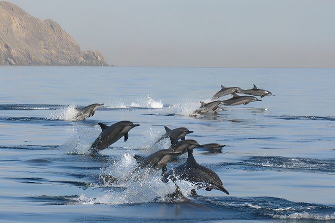 Dolphin Watching and Snorkeling Activity in Muscat - Snorkeling on Coral Beds: Fish, Reefs, and Sea Turtles