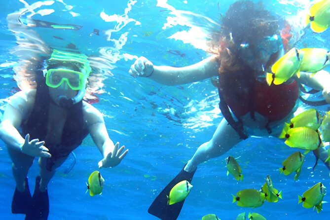 Dolphin Watching and Snorkeling Activity in Muscat - The Marina Start at Marina Bandar Al Rowdha (9:45 am)