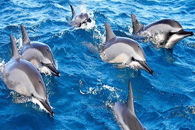 Dolphin Watching and Snorkeling Tour from Muscat - Dolphin watching with the captain: species tips and real expectations