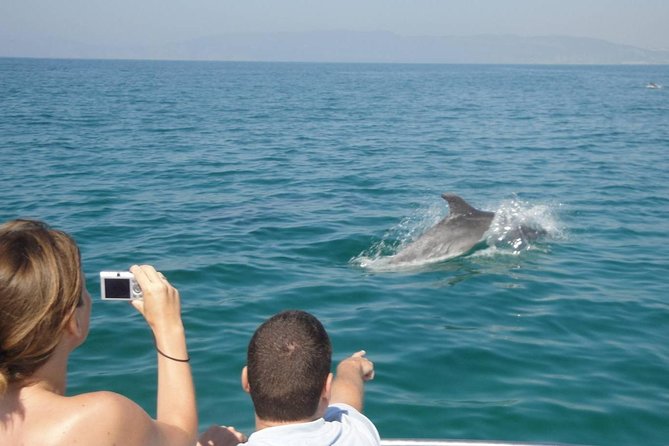 Dolphin Watching and Snorkeling Tour from Muscat - When dolphins do show up, what you’re likely to notice