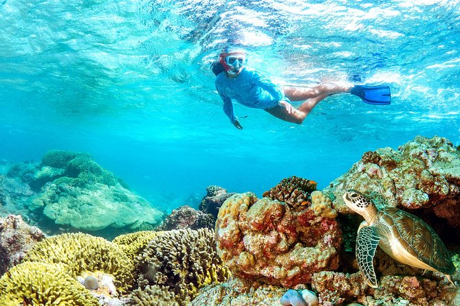 Dolphin Watching and Snorkeling Tour from Muscat - Quick tips so your snorkeling hour goes smoothly