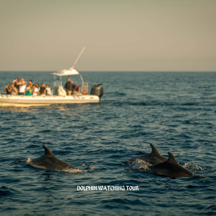 Dolphin Watching and Snorkeling Tour with Hotel Transfers - Key things I’d circle before you book