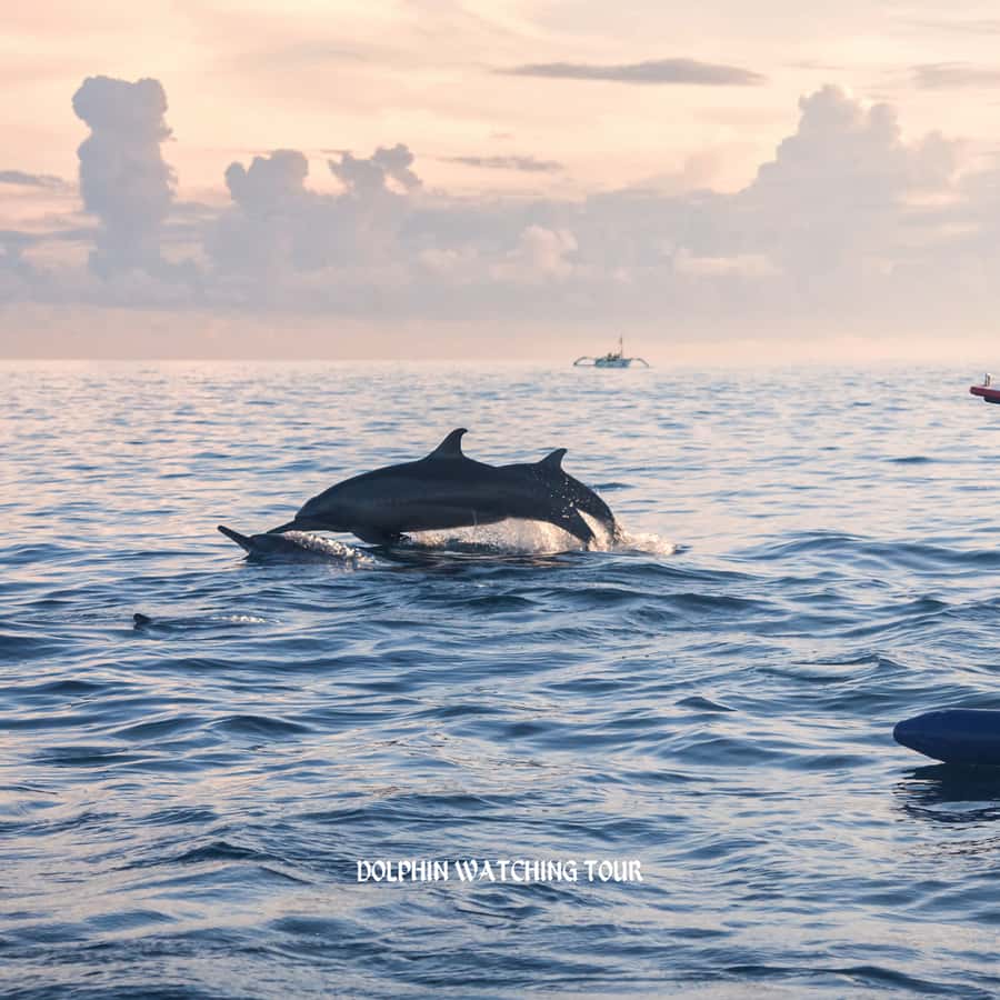 Dolphin Watching and Snorkeling Tour with Hotel Transfers - Muscat Sea Time That Balances Wildlife and Snorkeling