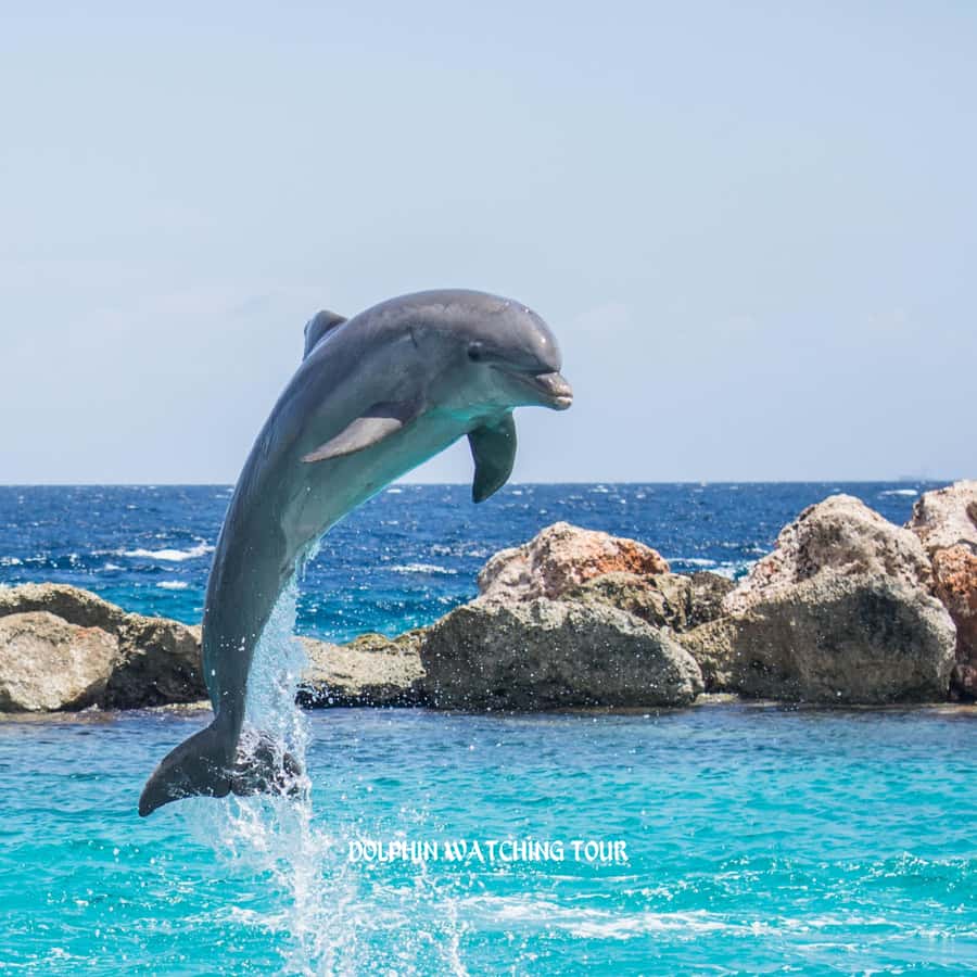 Dolphin Watching and Snorkeling Tour with Hotel Transfers - The Boat Cruise: Scanning for Dolphins (and Sometimes Whales)