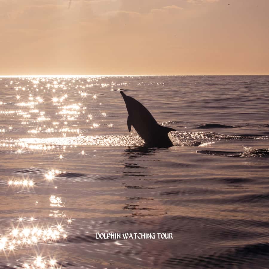Dolphin Watching and Snorkeling Tour with Hotel Transfers - Instructor and Language: Clear Enough for Most Visitors