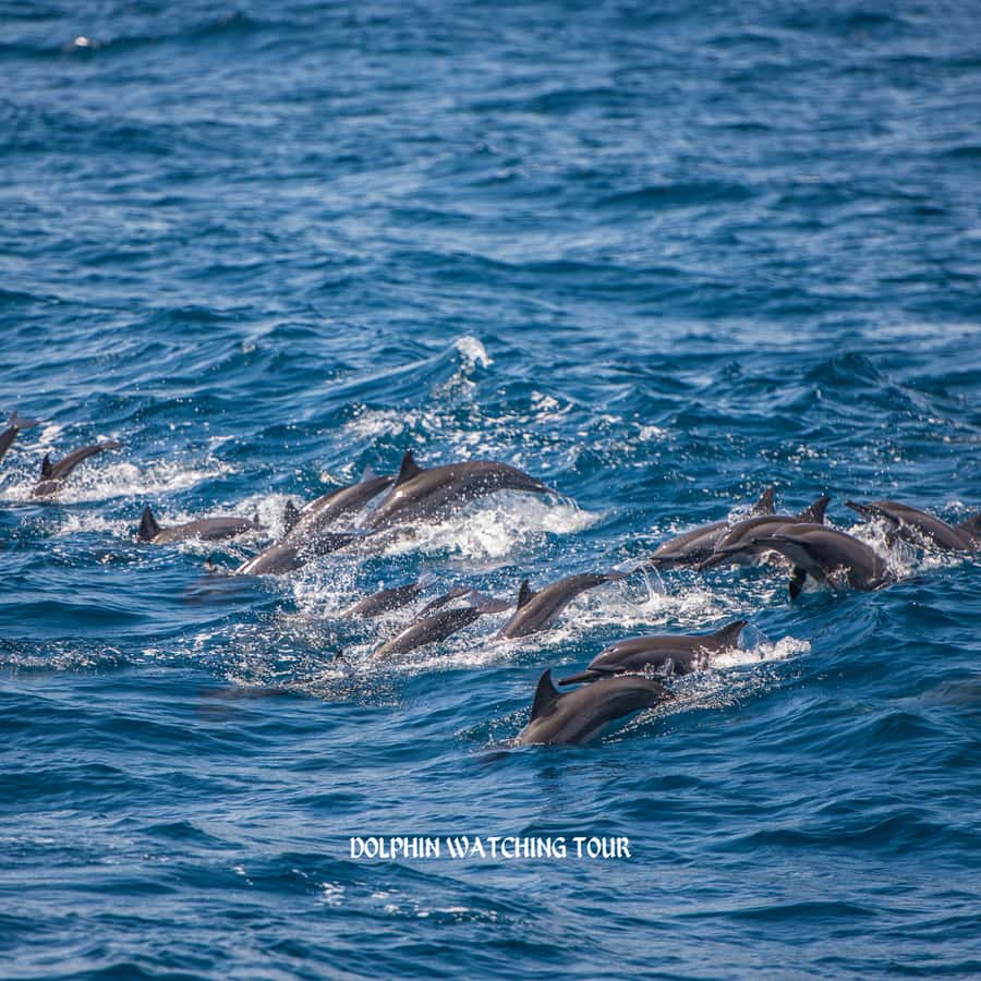 Dolphin Watching and Snorkeling Tour with Hotel Transfers - Price and Value: What $73 Covers (and What It Doesn’t)