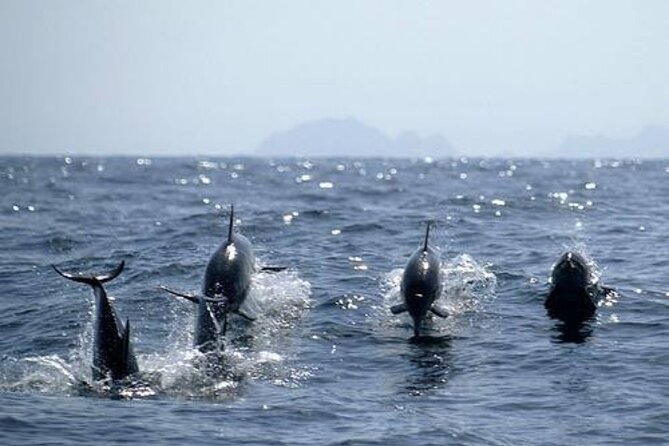 Dolphin Watching in Muscat - Comfort on the Water: What the Boat Setup Means for You