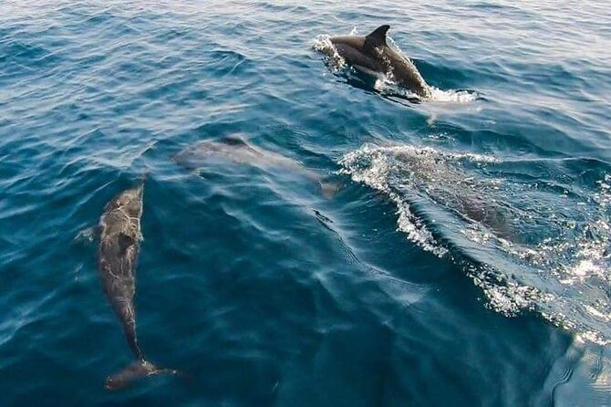 Dolphin Watching in Muscat - Price and Value: $59 for a 2-Hour Sea Adventure
