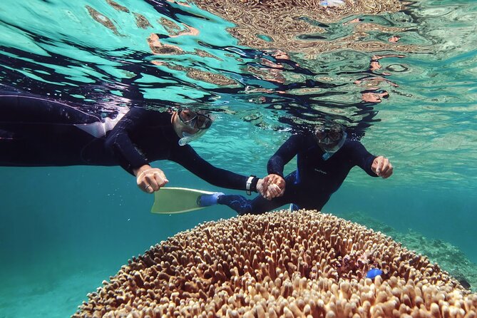 Dolphin Watching & Snorkeling - A 10:00 am boat plan that pairs dolphins with real snorkeling time