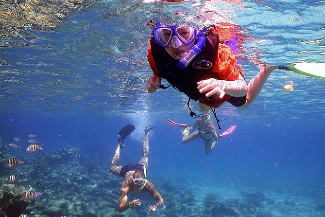 Dolphin Watching & Snorkeling - Snorkeling in a Muscat bay: gear, wildlife, and comfort choices