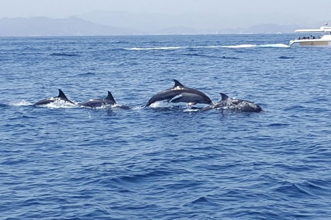 Dolphin Watching & Snorkeling - The coastline drive back, plus why it feels like more than two stops