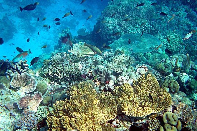 Dolphin Watching & Snorkeling - Practical tips so you enjoy every minute on the water