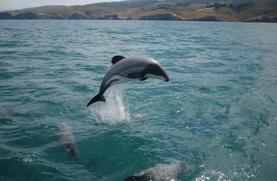 Dolphin Watching Tour - Key highlights to care about before you book