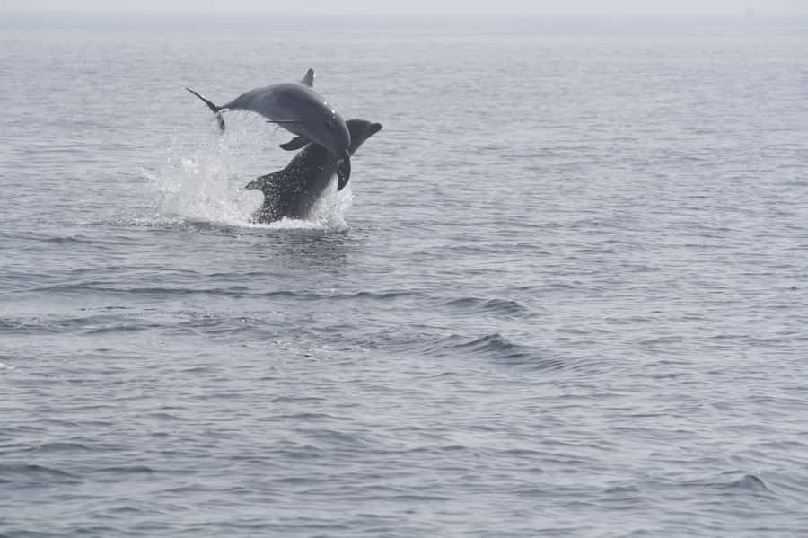 Dolphin Watching Tour - The 2-hour flow: briefing, sightseeing, then dolphin watching