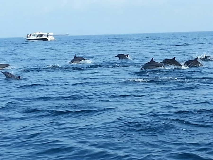 Dolphin Watching Tour - Who this tour is best for
