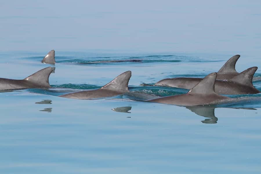Dolphin Watching Tour - Marina Bandar Al Rowdha, where your outing actually starts