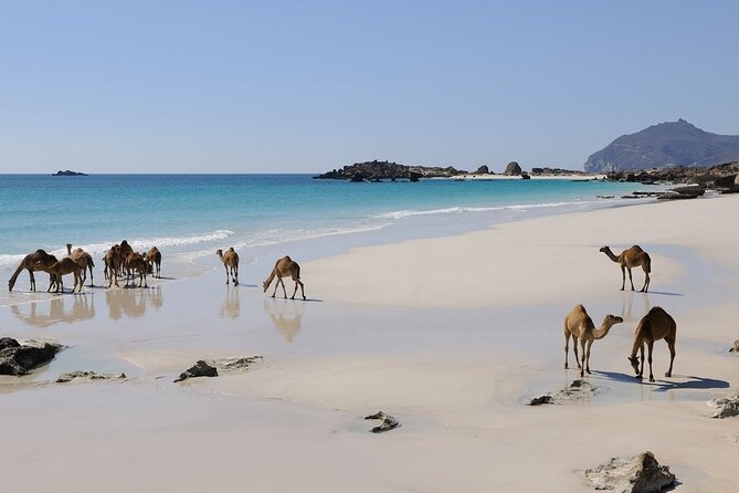 East and West Salalah Combination Private Full-day Tour - Al Fizayah Beach, Turquoise Water and White Sand Time
