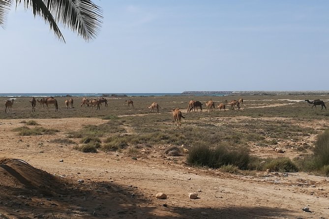 East Salalah Highlights: Half-Day Heritage & Scenic Countryside - Samhan mountain: baobabs, a gravity-feel road, and photo-friendly science