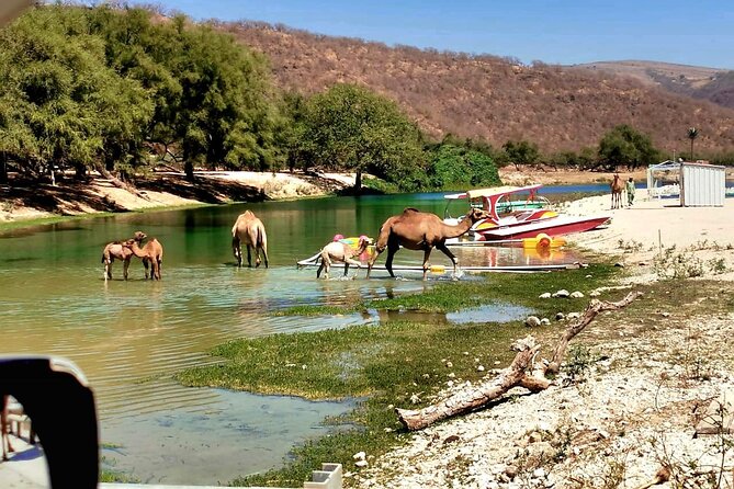 East Salalah Private Tour by VisitSalalah - Wadi Darbat in Khareef: Waterfalls, Camels, Caves, and Picnic Space