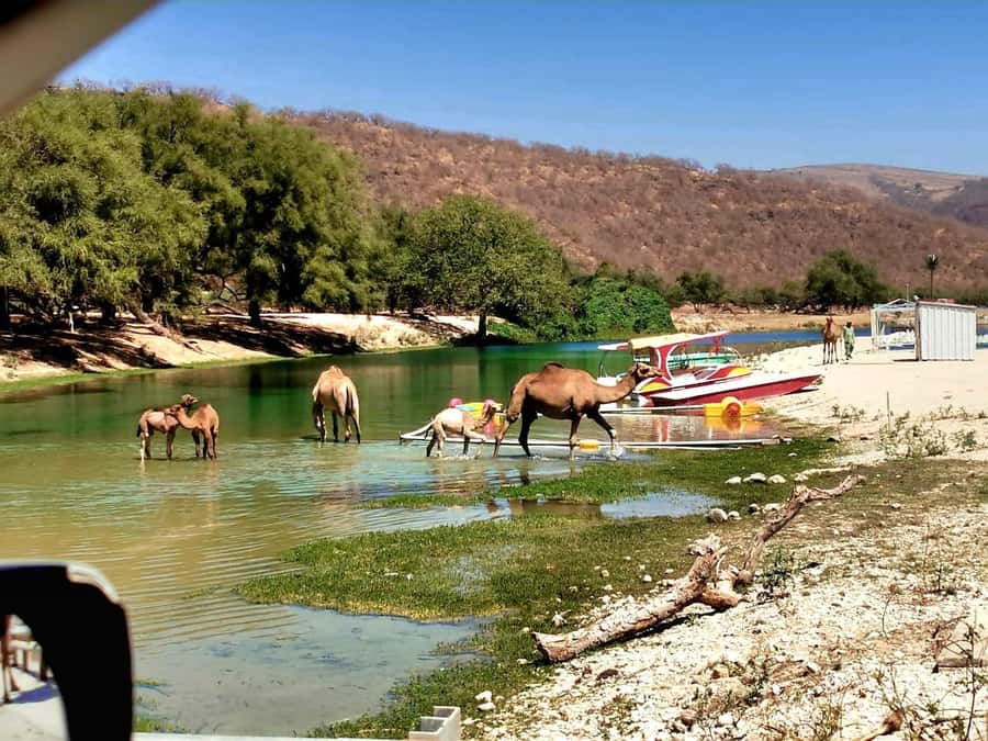 East Salalah Tour by VisitSalalah - Why Ain Razat Makes This East Salalah Day Feel Like Dhofar, Not Just Touring