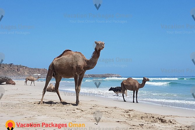 Empty Quarter 'Rub Al Khali' Day Tour - 4X4 Safari Adventure - Rub Al Khali from Salalah, in a single day