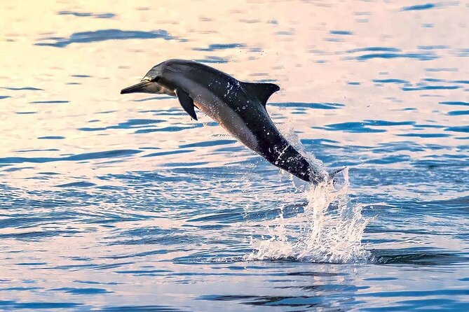 Experience Dolphin watching and snorkeling in Muscat - What you will likely see: dolphins, turtles, and colorful reef fish