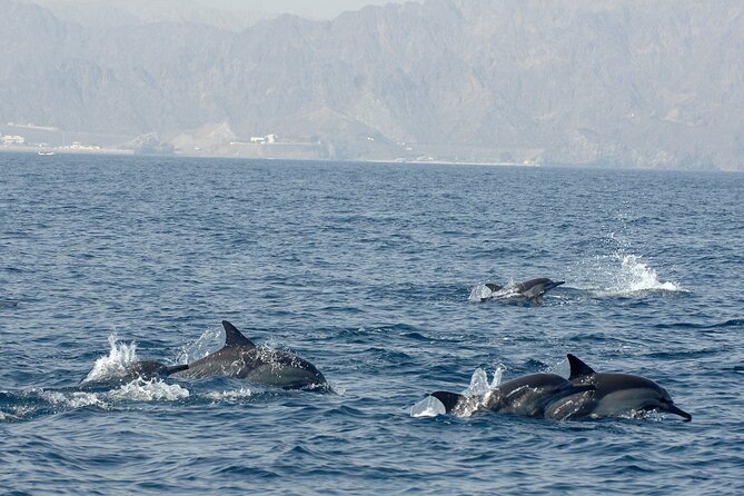 Experience Dolphin watching and snorkeling in Muscat - Logistics that actually matter: pickup, waiting time, and meeting point reality