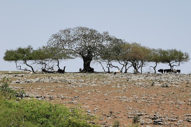 Explore Samhan Mountain - Half-Day Getaway with Lunch Included. - Stop 5: Baobab Trees (أشجار التبلدي), a Tough, Iconic Dhofar Sign