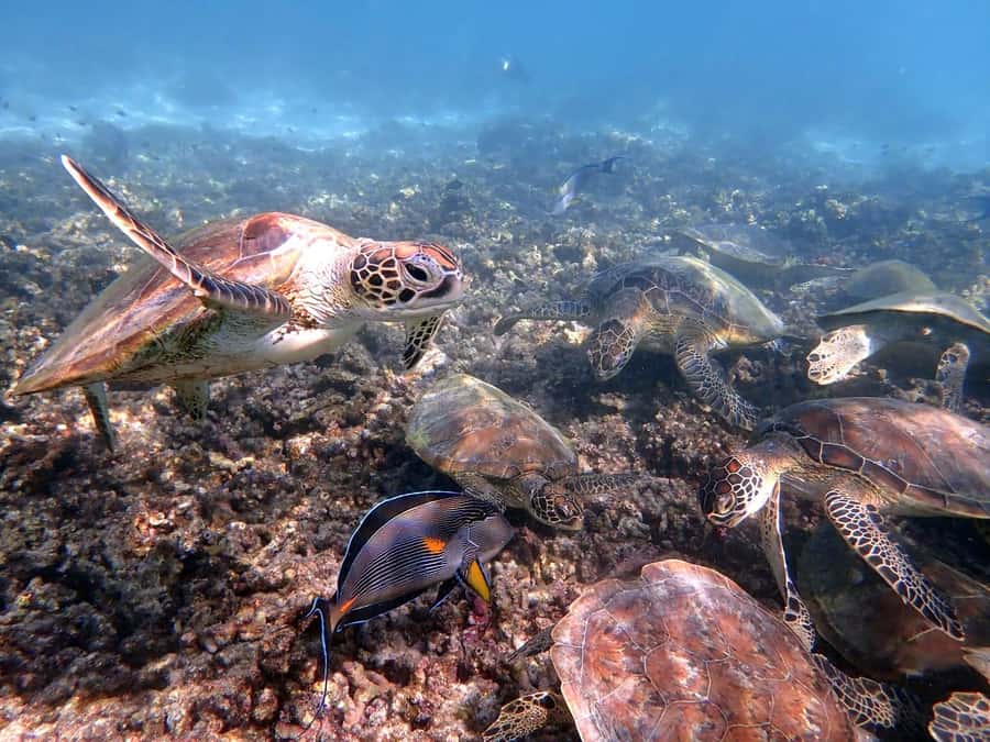 From Al-Seeb: Dimaniyat Islands Boat Trip with Snorkeling - Key highlights worth planning for