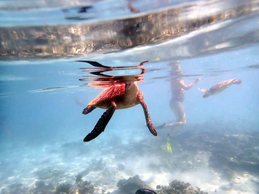 From Al-Seeb: Dimaniyat Islands Boat Trip with Snorkeling - Why Ad Dimaniyat Islands feel like a real Muscat nature escape
