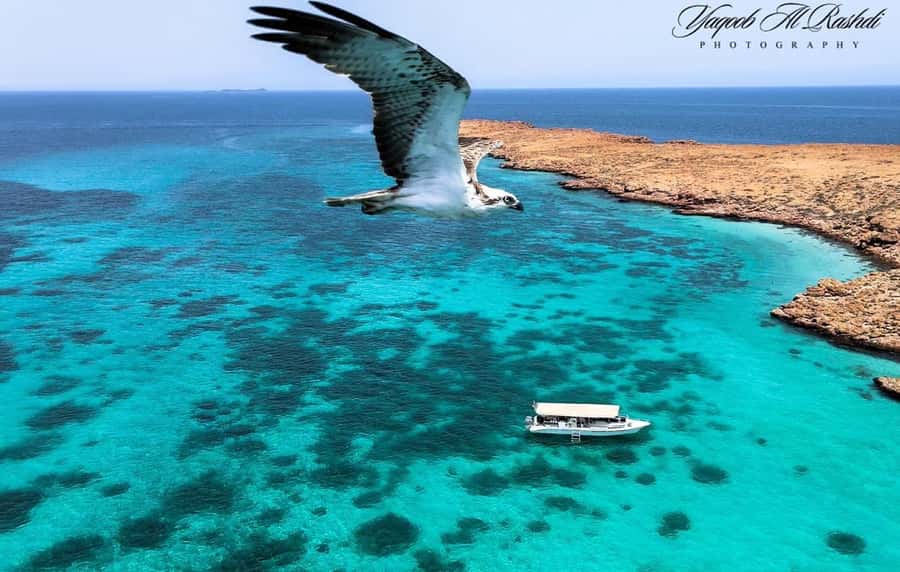 From Al-Seeb: Dimaniyat Islands Boat Trip with Snorkeling - Turtle City snorkeling stop, and how the guarantee changes your odds