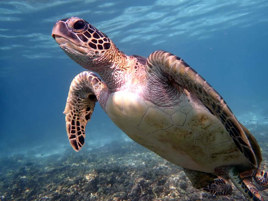 From Al-Seeb: Dimaniyat Islands Boat Trip with Snorkeling - Meeting at Al Aseeb Port and getting on the water on time