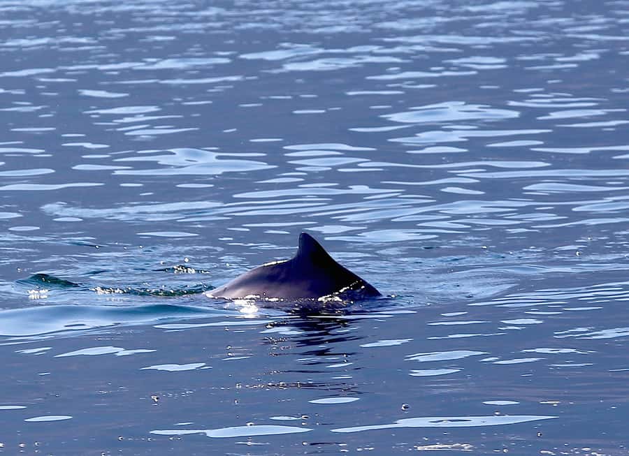 From Khasab: Fjords of Musandam Dhow Cruise & Buffet Lunch - Dolphins around Khasab: what to expect, and how to spot them