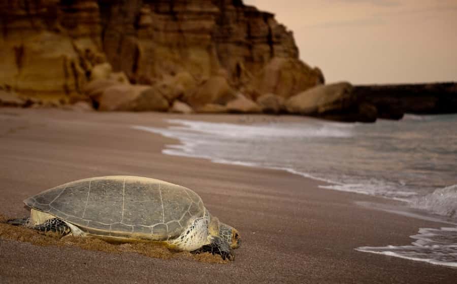 From Muscat: 4-Day Oman Highlights Tour - Key things I’d put on your radar