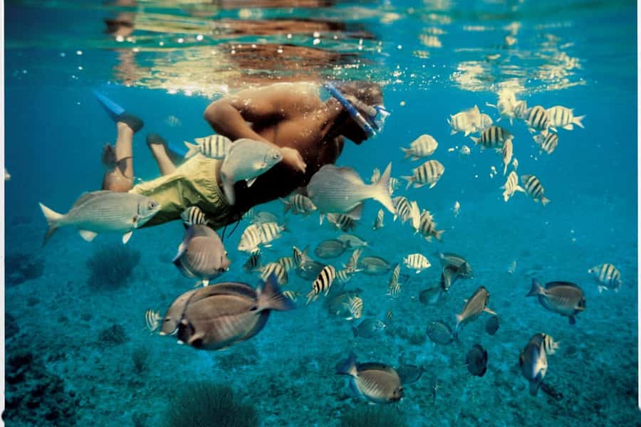 From Muscat: Dimaniyat Islands Snorkeling Tour - Key highlights worth planning for
