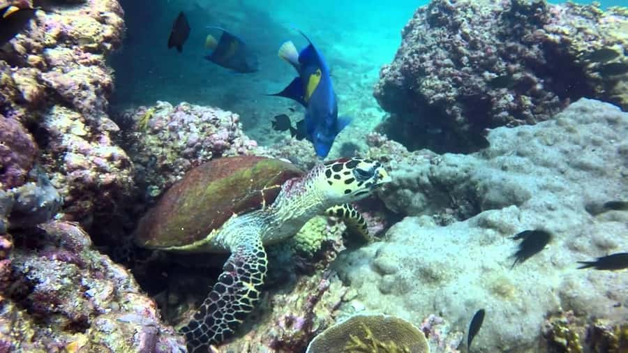 From Muscat: Dimaniyat Islands Snorkeling Tour - Who this tour suits best