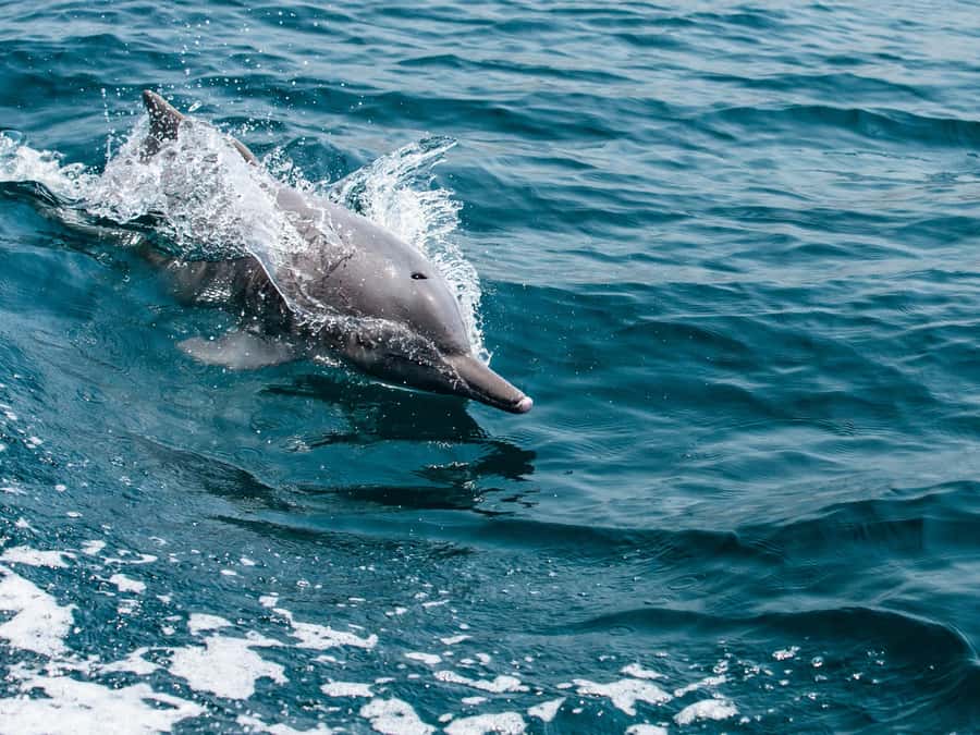 From Muscat: Discover Dolphins Day Trip - Key highlights to look for