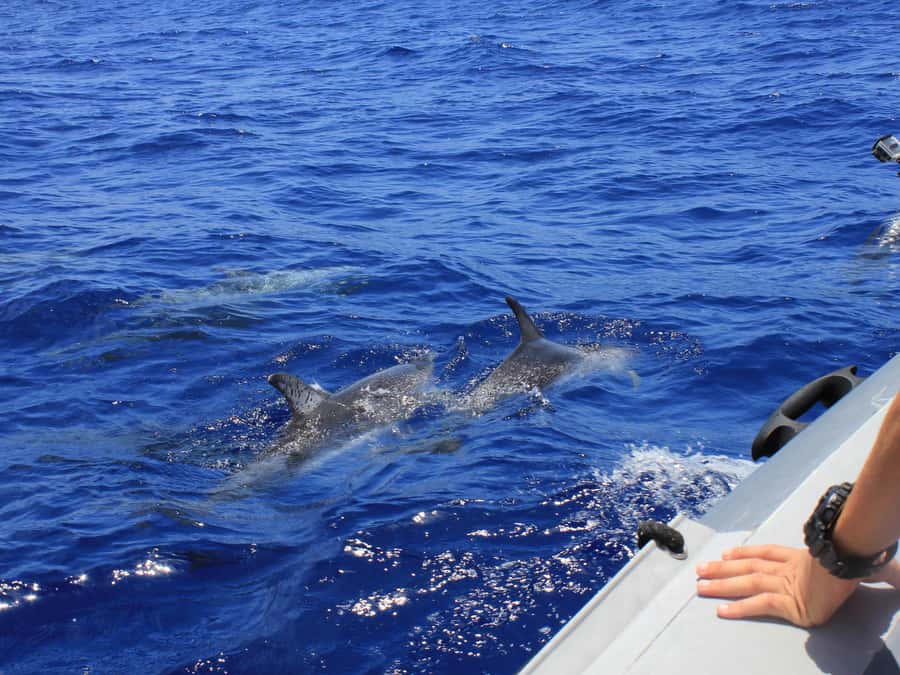From Muscat: Discover Dolphins Day Trip - On the Water: What to Watch for Beyond Random Splashes