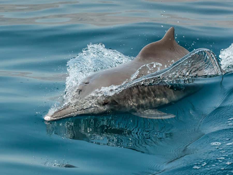 From Muscat: Discover Dolphins Day Trip - What to Pack for Muscat Marine Weather