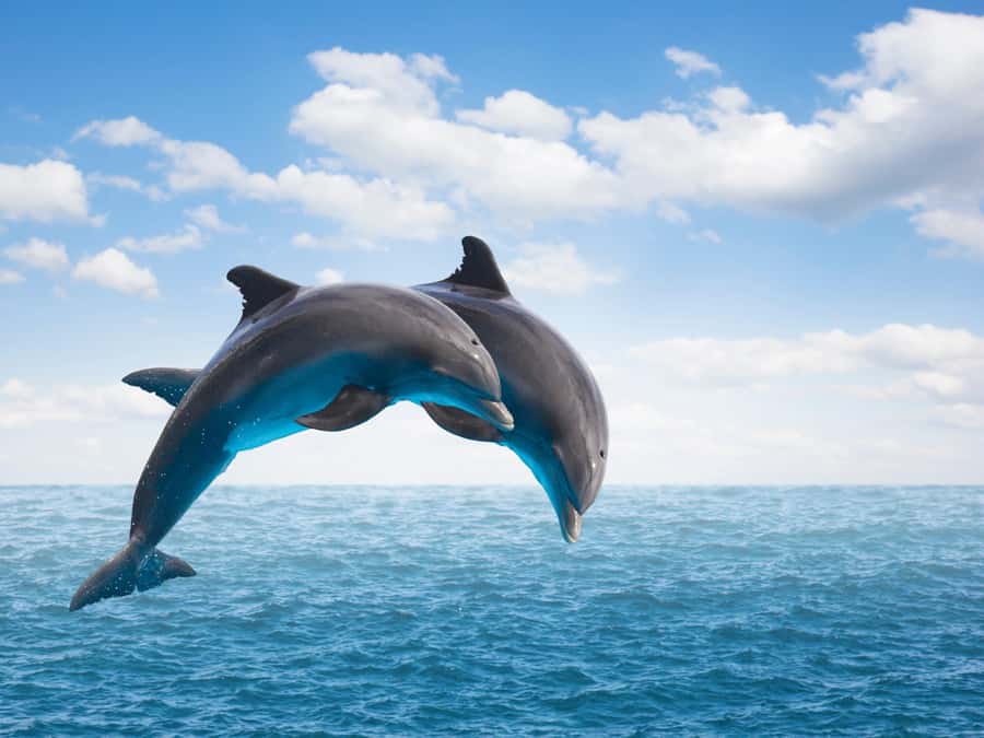 From Muscat: Discover Dolphins Day Trip - From Marina Bandar Al Rawdha: The 2 Hour Flow