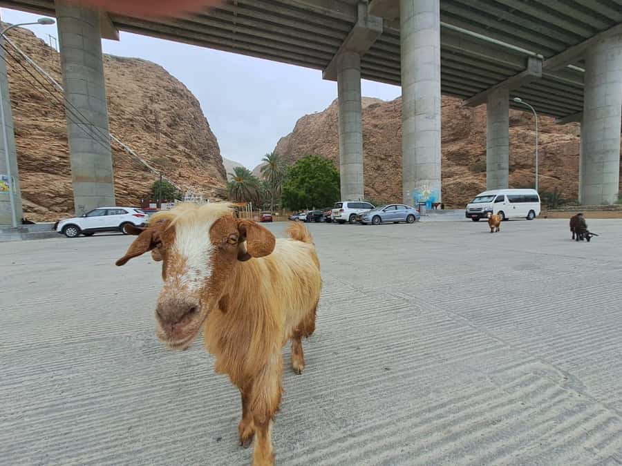 From Muscat: Guided Overnight Desert Camp Tour - Key points I think are worth your attention